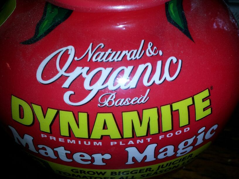 dynamite-mater-magic-tomatoville-gardening-forums